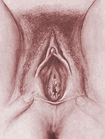 Vagina Anatomy 55